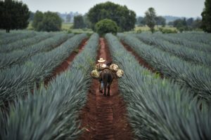 Vue d'un champs d'Agave au Mexique