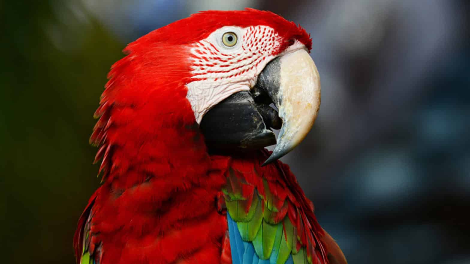 Image d'un Guacamaya rouge de profil