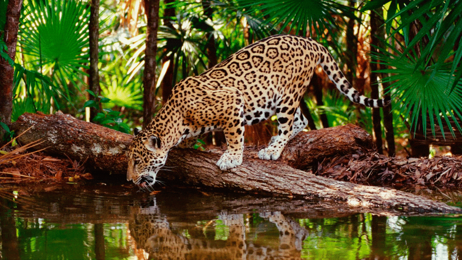 Jaguar du ZOOMAT de Tuxtla