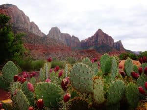 Chamos de cactus au Mexique
