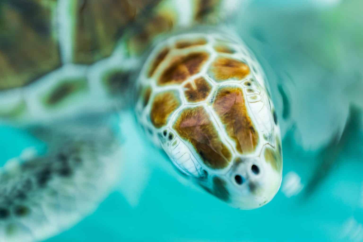 Vue d'une tortue à Isla Mujeres au Mexique