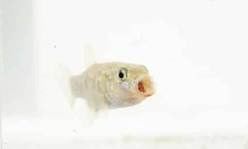 Julimes Pupfish du Mexique