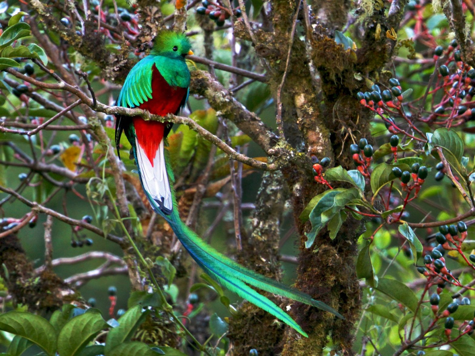 Quetzal du Mexique