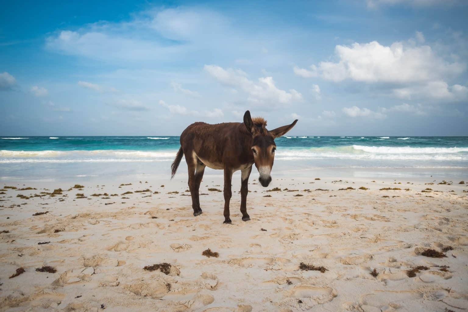 Un âne sur la plage de Tulum