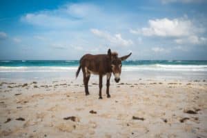 Un âne sur la plage de Tulum
