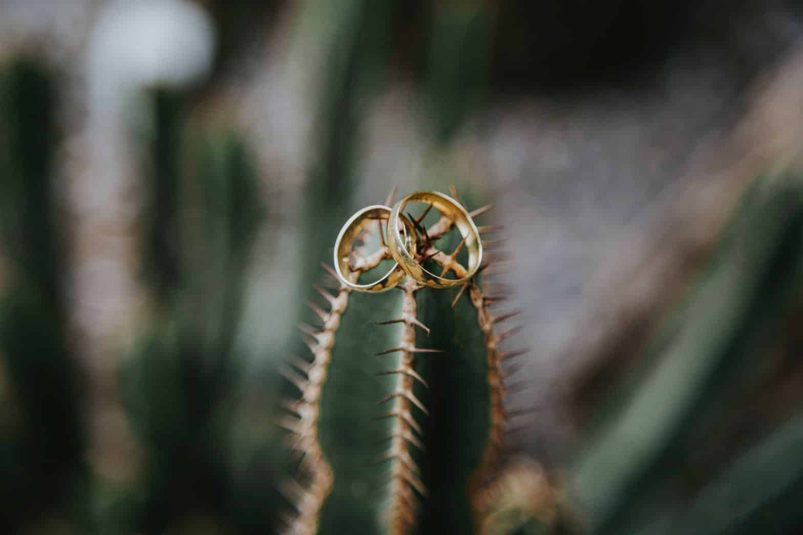 Photographie de deux alliances sur un Cactus