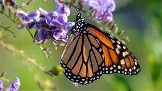 Vue de la biosphère du papillon monarque