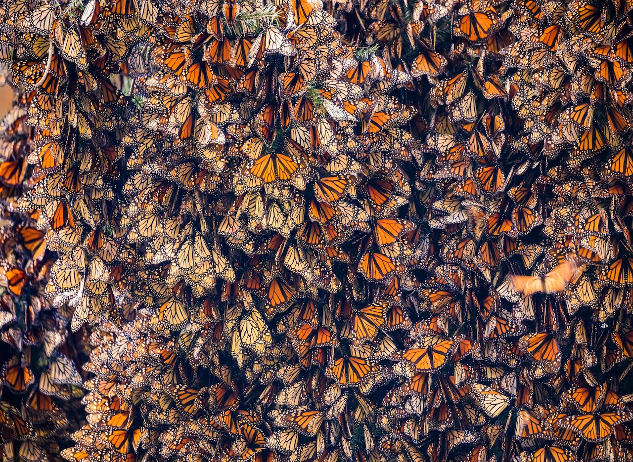 Papillon Monarque du Mexique