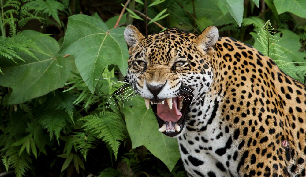 Jaguar du Mexique