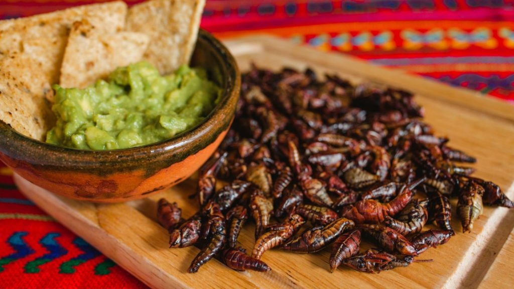Insecte comestible du Mexique : Chapulines
