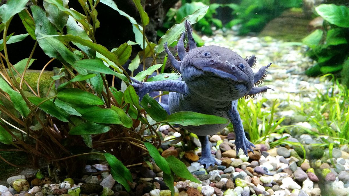 Axolotl du Mexique