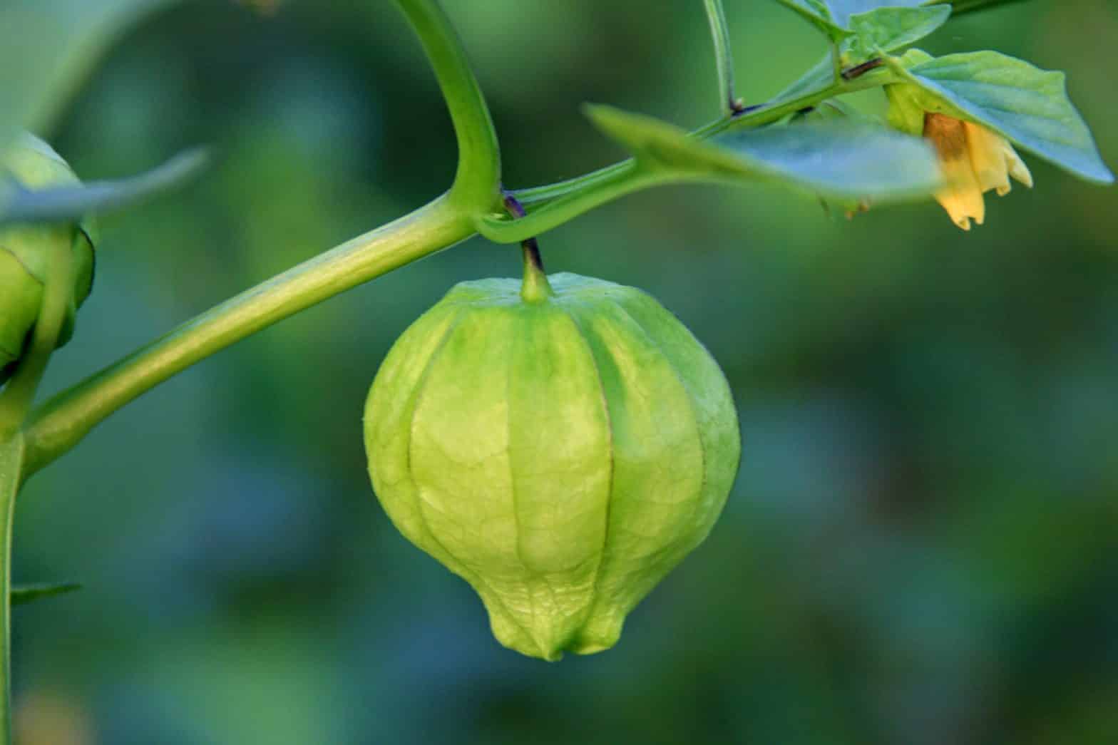 Tomatillos