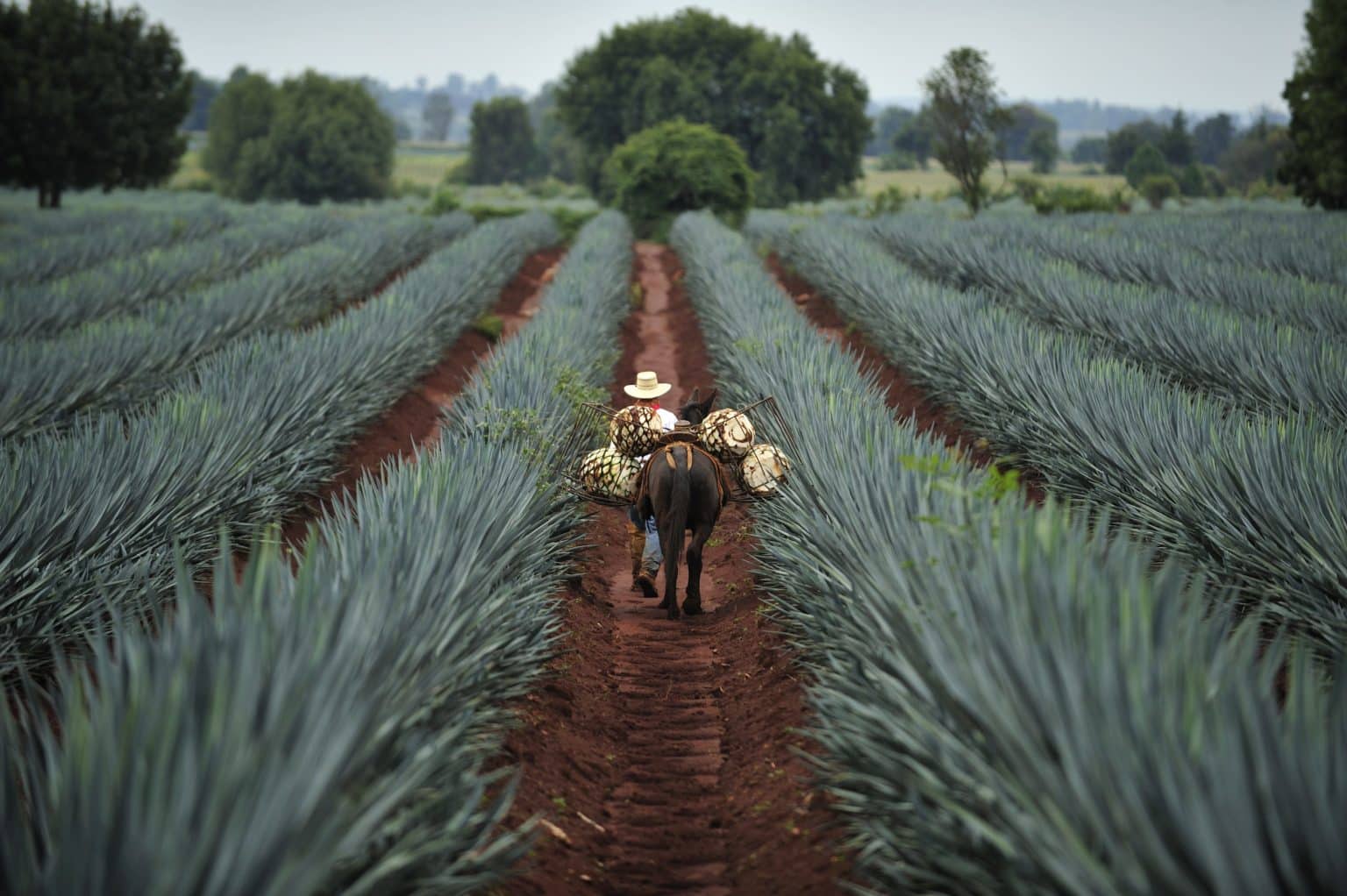 Agave e tequila: um guia das melhores tequilas