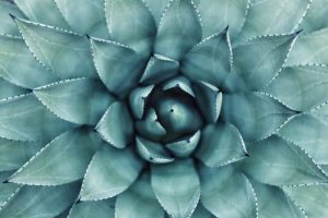Die Geheimnisse der Blauen Agave aus Mexiko