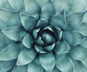 Die Geheimnisse der Blauen Agave aus Mexiko