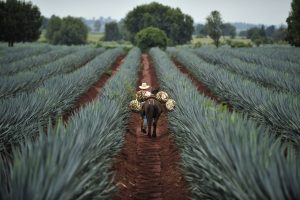 Agave and Tequila: A Guide to the Best Tequilas