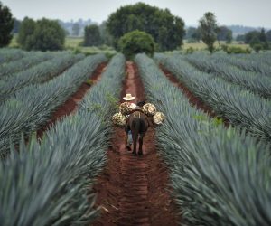 Agave and Tequila: A Guide to the Best Tequilas