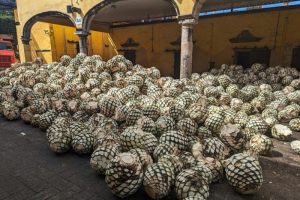 Der Herstellungsprozess von Tequila von A bis Z