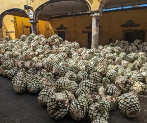 Der Herstellungsprozess von Tequila von A bis Z