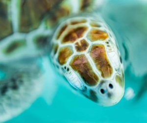 Isla Mujeres : Tout savoir sur cette magnifique île du Mexique