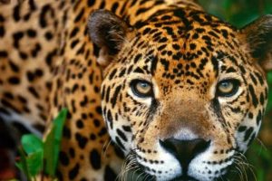 Les animaux caractéristiques du Mexique