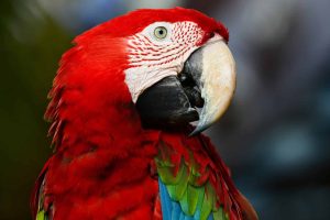 Image d'un Guacamaya rouge de profil