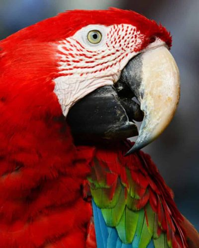 Image d'un Guacamaya rouge de profil