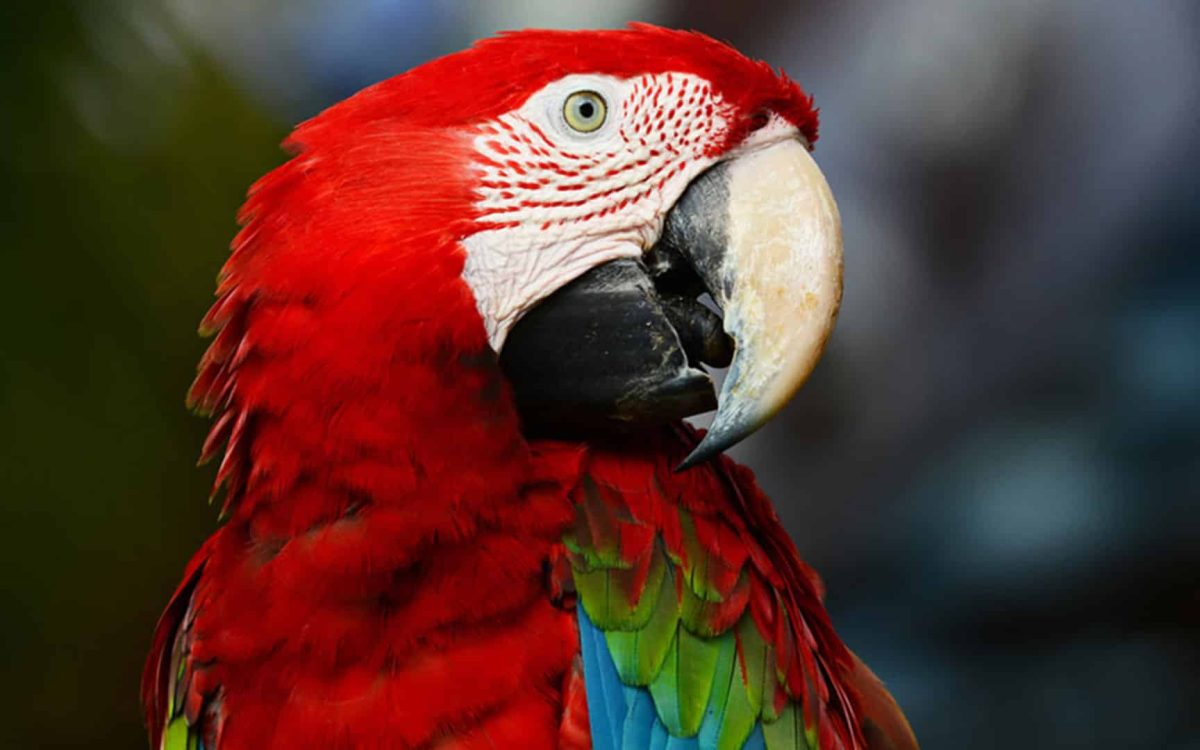 Image d'un Guacamaya rouge de profil