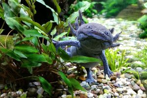 L&rsquo;axolotl du Mexique : Tout savoir sur cette salamandre unique
