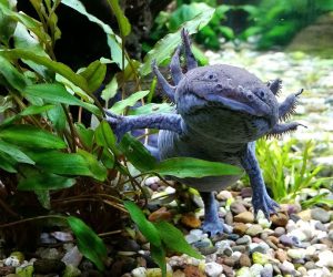 L&rsquo;axolotl du Mexique : Tout savoir sur cette salamandre unique