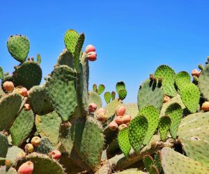 Voyage au Mexique en juillet : météo, affluence & évènements