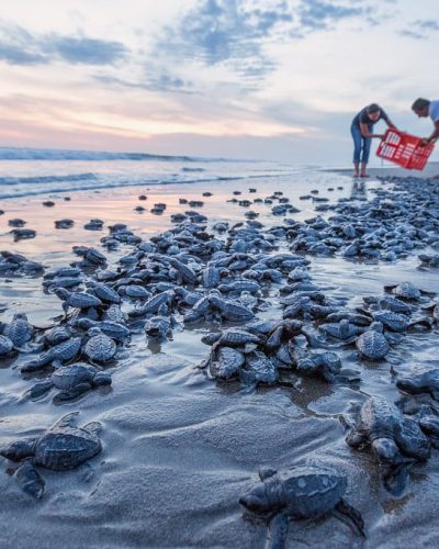 Les meilleures plages du Chiapas : Des paradis secrets, retirés et magiques