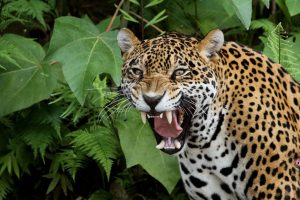 Tout savoir sur l'observation des jaguars au Mexique