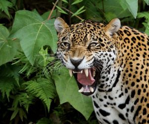 Tout savoir sur l'observation des jaguars au Mexique