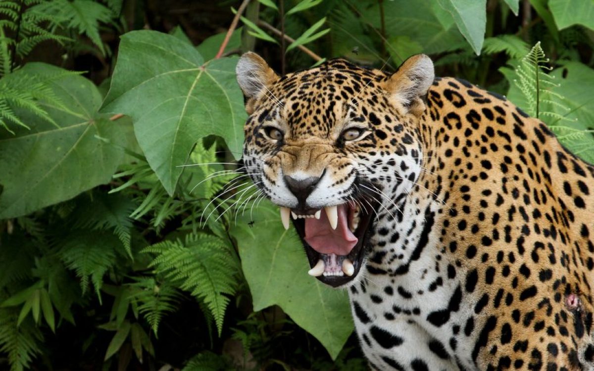 Tout savoir sur l'observation des jaguars au Mexique
