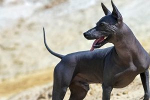 Xoloitzcuintle