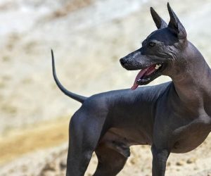 Xoloitzcuintle