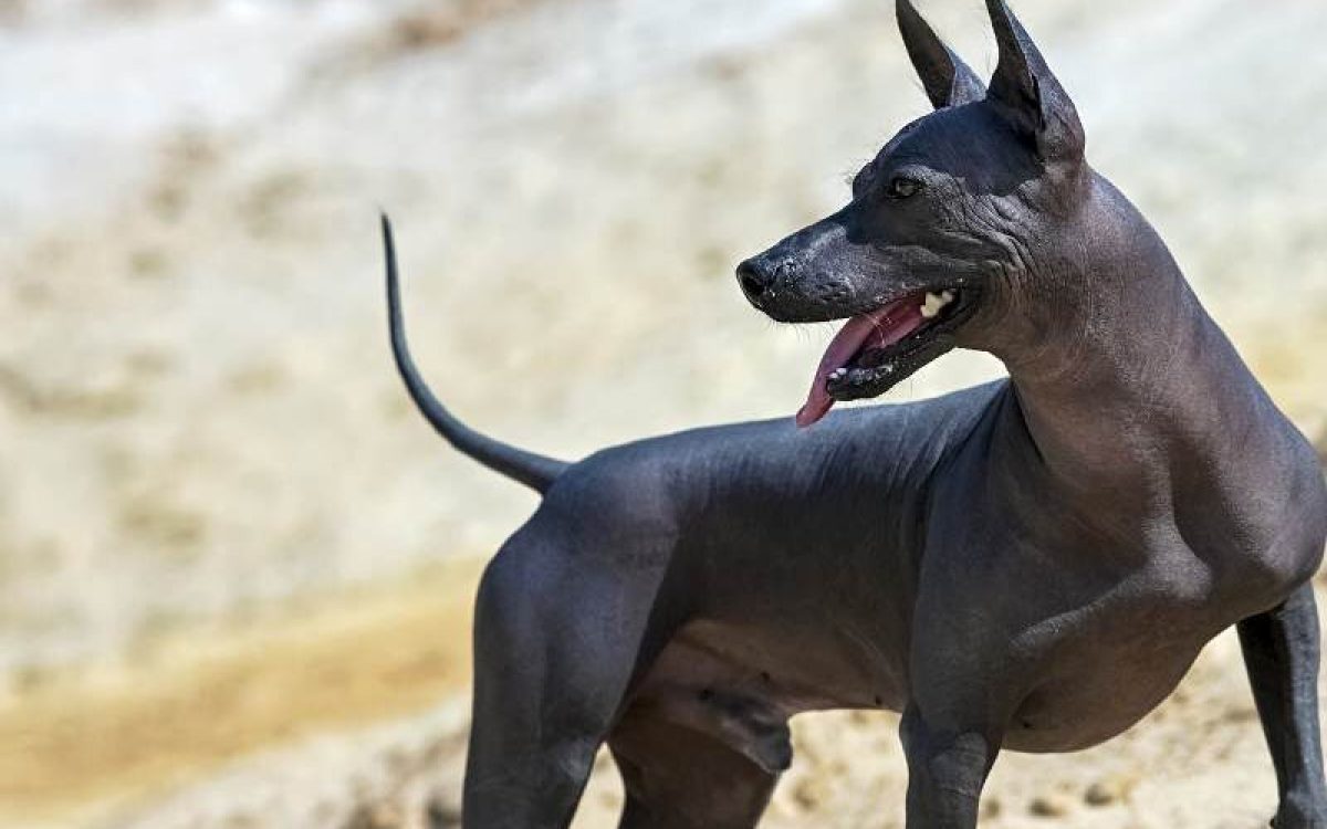 Xoloitzcuintle