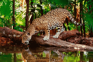 Le ZOOMAT : visiter la jungle sans quitter la ville de Tuxtla