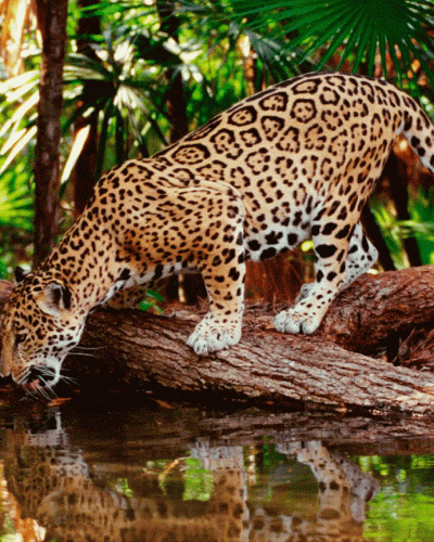 Le ZOOMAT : visiter la jungle sans quitter la ville de Tuxtla