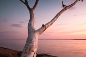 arbres les plus anciens du Mexique