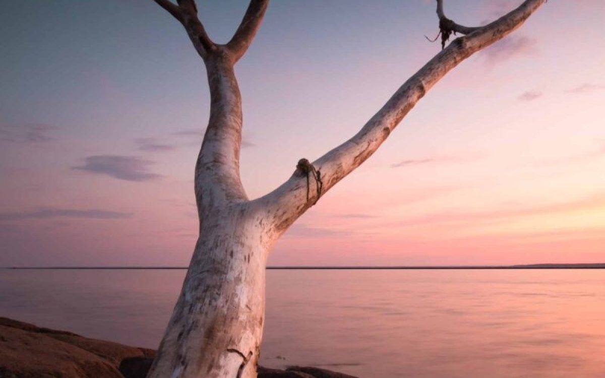arbres les plus anciens du Mexique
