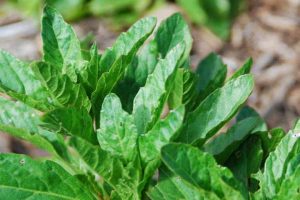 Tout savoir sur l&rsquo;epazote ou thé du Mexique