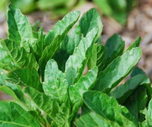 Tout savoir sur l&rsquo;epazote ou thé du Mexique