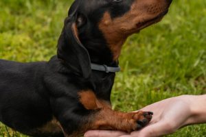 a small black and brown dog standing on top of a lush green field