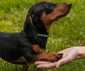 a small black and brown dog standing on top of a lush green field