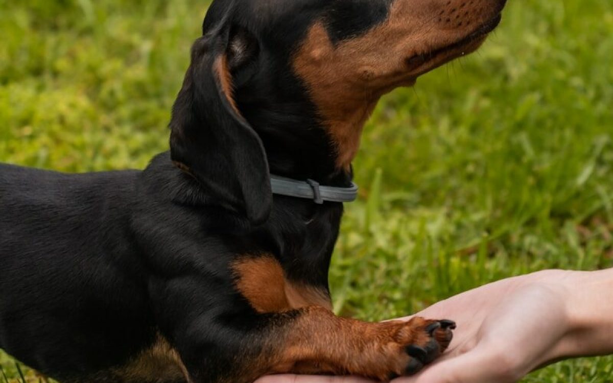 a small black and brown dog standing on top of a lush green field