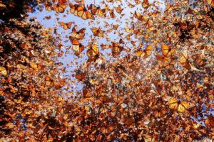 Où voir des milliers de papillons monarques en migration au Mexique